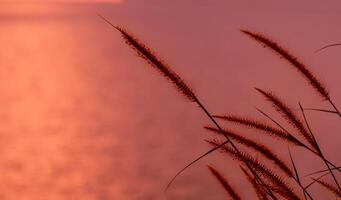 Beautiful sunset on seaside and grass on sky background natural landscape view photo