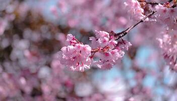 Soft pastel color Beautiful cherry blossom Sakura blooming with fading into pastel pink sakura flower,full bloom a spring season in japan photo