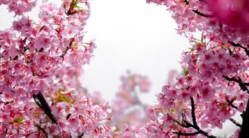 Soft pastel color Beautiful cherry blossom Sakura blooming with fading into pastel pink sakura flower,full bloom a spring season in japan photo