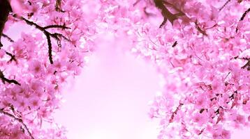 Soft pastel color Beautiful cherry blossom Sakura blooming with fading into pastel pink sakura flower,full bloom a spring season in japan photo