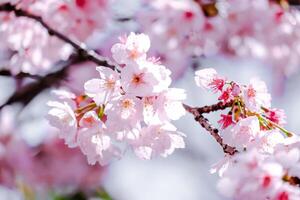 Full bloom pink sakura tree branch.Soft focus,Cherry Blossom flower of beautiful on background in a spring day photo
