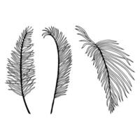 Tropical palm leaves of Acrocomia line illustration. Jungle, botanical ink sketch for summer floral designs. Hand drawn Anthurium simple leaves for coloring books vector