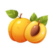 Apricot on white background. Whole apricot and half apricot. illustration vector