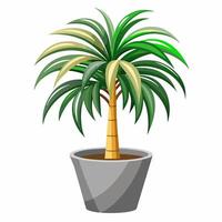 Kentia Palm Tree green in pots. Houseplant isolated on white background, top view,isolate, illustration,UHD,4k,Slight aliasing vector