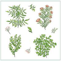 Set of tree branches with green leaves. Detailed hand-drawn plant with colorful foliage, isolated on white background for botanical designs, nature-related graphics. vector