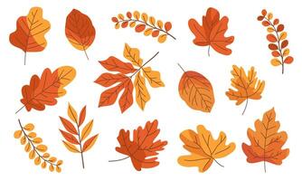 Set of flat illustrations on white background. Different autumn leaves vector