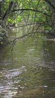 Calm river flows through lush vegetation. Vertical . video