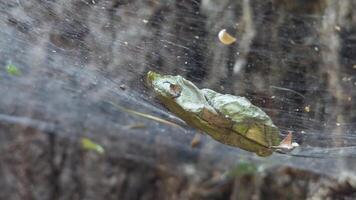 Dry leaf lies on web and sways from slight wind. video
