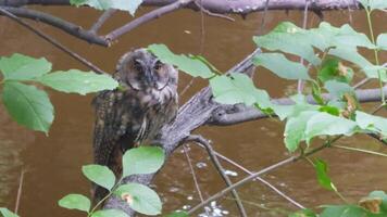 Owl sits on tree branch in wild against background of river. video