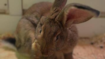 A Playful Bunny Enjoying Its Time in a Cozy Indoor Enclosure video