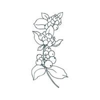 Snowberry branch with white berries and leaves. Line art is a simple hand-drawn illustration in black and white ink. Isolated EPS object. vector