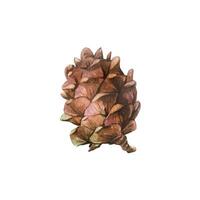 Cedar cone brown, pine cone large side view. Hand drawn watercolor illustration. Separate object isolated from background. vector