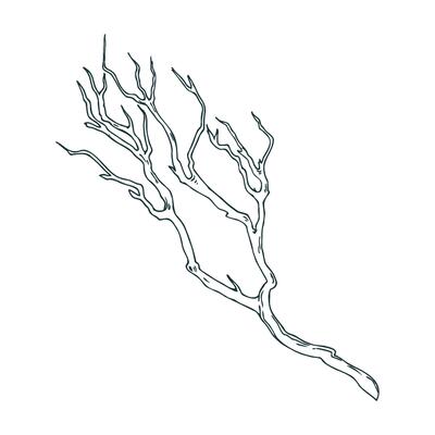 Dry tree branch without leaves. Line art is a simple hand-drawn illustration in black and white ink. Isolated EPS object.