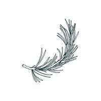 Pine branch with evergreen needles, forest plants for winter and Christmas decor. Line art is a simple hand-drawn illustration in black and white ink. Isolated EPS object. vector
