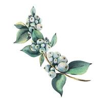 Snowberry branch with white berries and green leaves. Hand-drawn watercolor illustration for winter, New Year, Christmas decoration. Separate element isolated from the background. vector