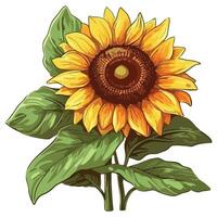 Sunflower illustration isolated on white background vector