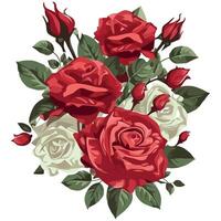 Red and white roses on a white background vector