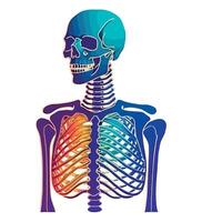 The human skeleton is shown in a rainbow colored background vector