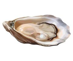 An illustration of an oyster on a white background vector