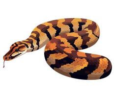 A snake with a black and white pattern vector