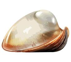 A shell with a white shell on a white background vector