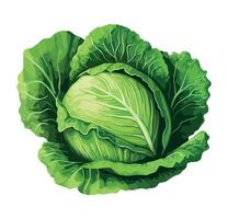 Cabbage, green vegetable, illustration isolated on white background vector