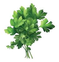A bunch of parsley on a white background vector