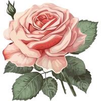 Pink rose with green leaves on white background vector