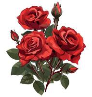 Red roses on white background vector