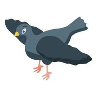 Gray pigeon standing spreading its wings isometric view vector