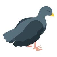 Grey moorhen bird standing on two legs vector