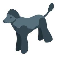 Black poodle dog standing on white background vector