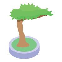 Small bonsai tree growing in a pot isometric 3d icon vector