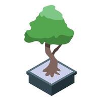 Green bonsai tree growing in a pot isometric view vector