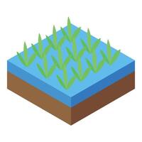 Rice paddy field plantation growing on water surface isometric view vector