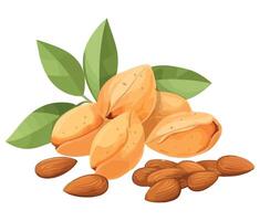 Almonds and nuts with leaves illustration vector