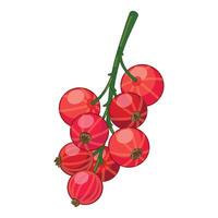 Sprig of redcurrant hanging with ripe berries isolated on white vector