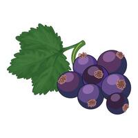 Blackcurrant twig with green leaf holding ripe edible berries vector