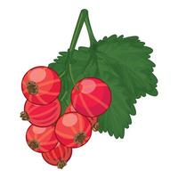 Red currant branch hanging with green leaf vector