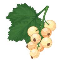 Branch of white currant hanging from green stem vector
