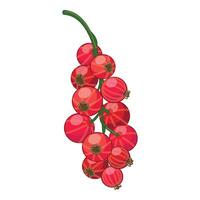 Branch of ripe red currant hanging down showing freshly picked fruit vector