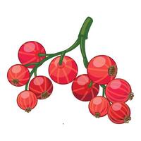 Branch of red currant growing showing ripe berries vector