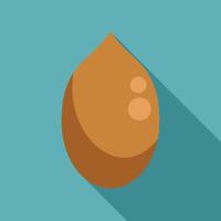 Macadamia nut seed showing long shadow illustration vector