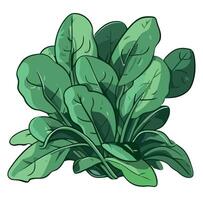 Spinach plant illustration isolated on white background vector