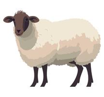 A sheep standing on a white background vector