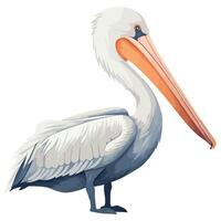 A pelican is standing on a white background vector