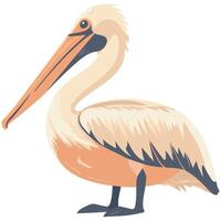 A pelican standing on a white background vector