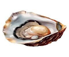 An illustration of an oyster shell vector