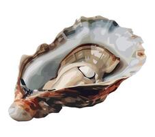 An illustration of an oyster on a white background vector