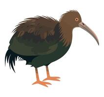 A kiwi bird with long beak and long legs vector
